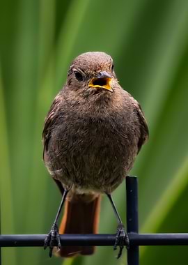 Black Redstart Bird Perched on Fence