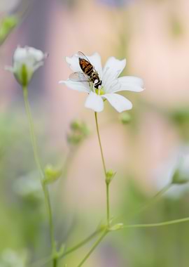 Hoverfly on Baby's Breath Flower
