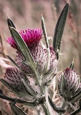 Thistle Flower Close-Up