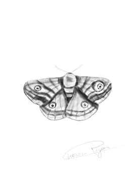 Moth Drawing