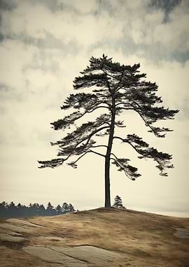 Lone Tree on Hill