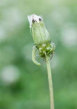 Inchworm Crawling Down Dandelion Seed Head
