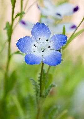 Baby Blue Eyes Flower Close-up