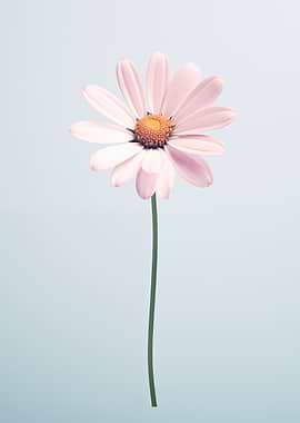 Single Pink Daisy on blue