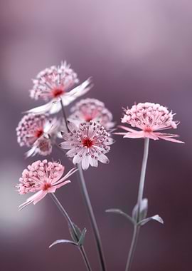 Astrantia Flowers in Pink and Purple
