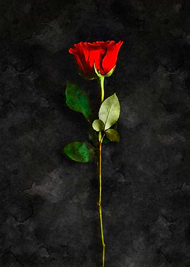 Single Red Rose on Dark Background