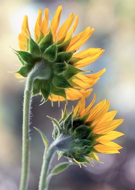 Two Sunflowers Backlit