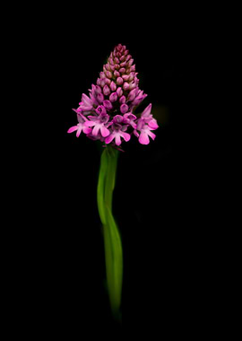Pyramidal Orchid