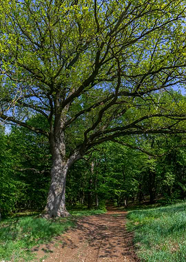 Large tree in a green forest