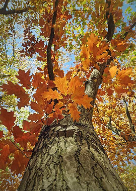 Autumn Oak Tree Canopy