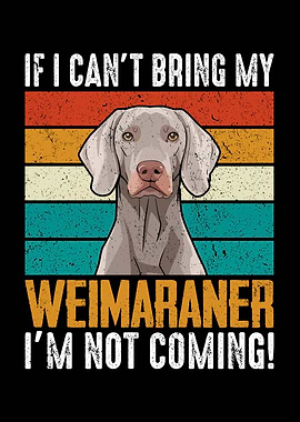 Weimaraner Dog