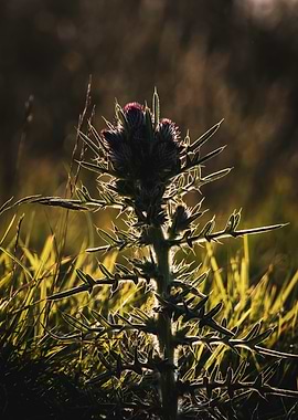Thistle in Golden Light