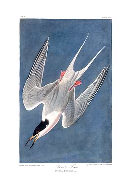 The Birds of America - Roseate Tern