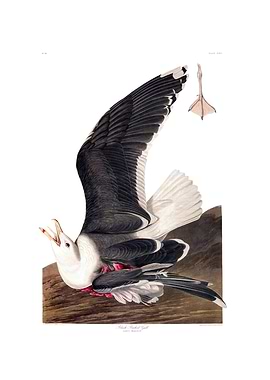 The Birds of America - Black-Backed Gull