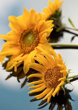 Bright Yellow Sunflowers Against Blue Sky