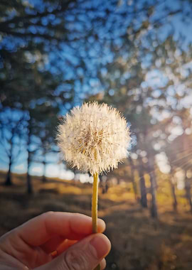 Dandelion in Hand