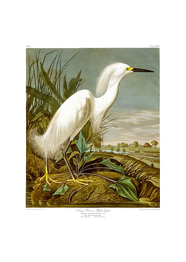 The Birds of America - Snowy Heron or White Egret