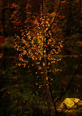 Autumn Tree in Forest