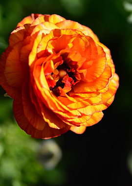 Orange Ranunculus Flower Close-Up