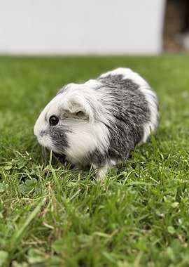 Guinea Pig on Green Grass