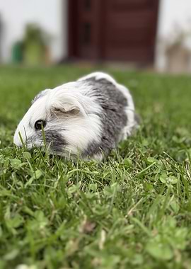 Guinea Pig in Green Grass