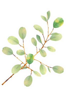 Watercolor Eucalyptus Branch Illustration