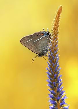 Butterfly on a Flower
