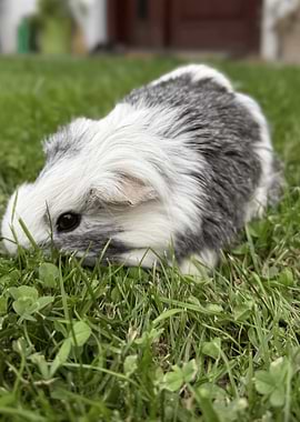 Guinea Pig