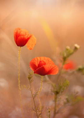 Red Poppies in Warm Light