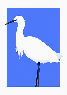Little Egret