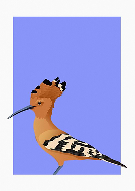 Hoopoe Bird