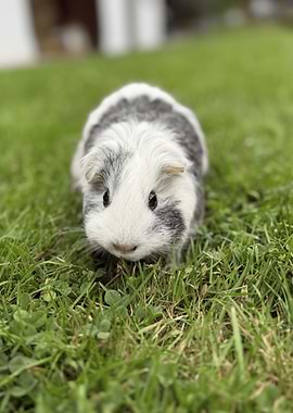 Guinea Pig in Green Grass