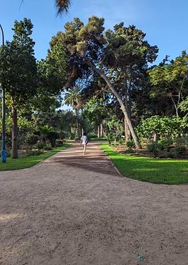 Person Walking in a Lush Park