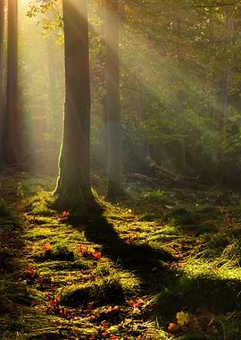 Sunlit Forest Scene