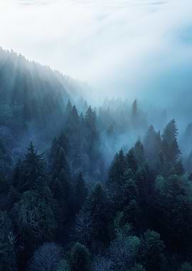 Misty Forest Landscape