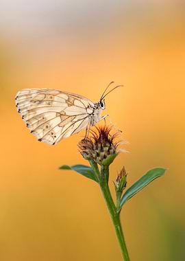 Butterfly on Flower Bud