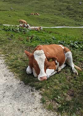 Resting Cow in Grassy Field