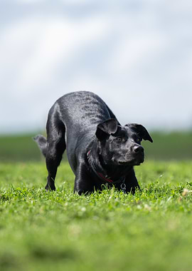 Black Collie Lab in Green Field