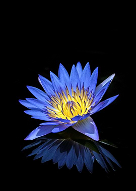 Blue Lotus Flower