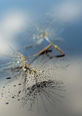 Dandelion Seed with Water Droplets