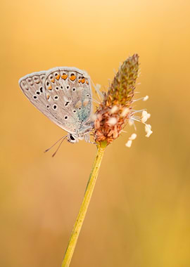Butterfly on a flower