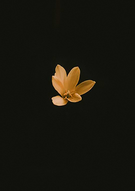 Single Yellow Flower on Black Background