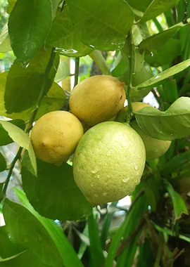 Fresh Lemons on the Tree