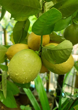 Fresh Lemons on the Tree