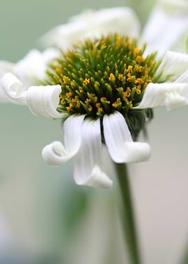 White Coneflower Close-Up