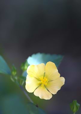 Yellow Flower Close-Up