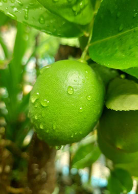 Fresh Lime with Water Droplets