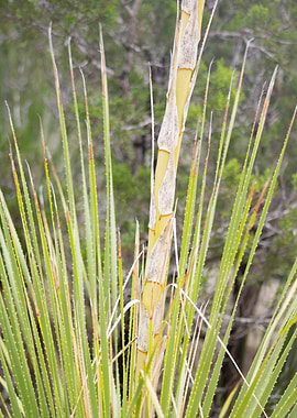Texas sotol plant close-up