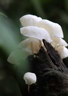 White Mushrooms on a Log