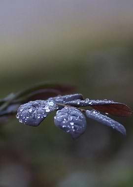 Dew Drops on Purple Leaves